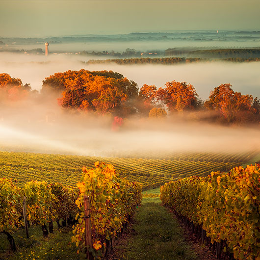 Bordeaux Wineyard Bordeaux Wineyard