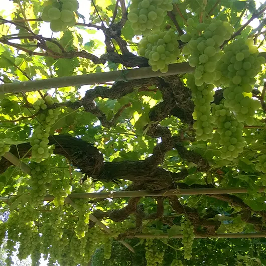 Bela vista da vinha verde cheia de uvas em Amaliada Bela vista da vinha verde cheia de uvas em Amaliada