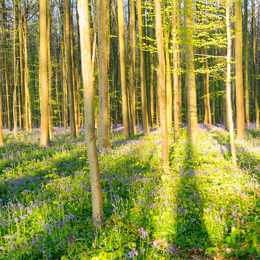 Scenic view of Hallerbos Blue Forest Scenic view of Hallerbos Blue Forest