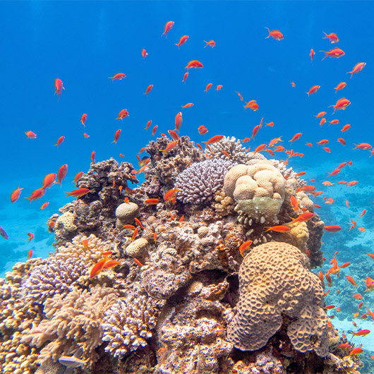 Scenic view of Marine Biology Scenic view of Marine Biology