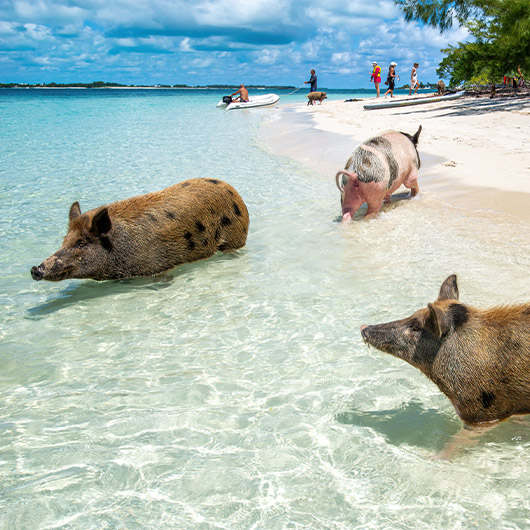 Scenic view of Pig Beach Scenic view of Pig Beach