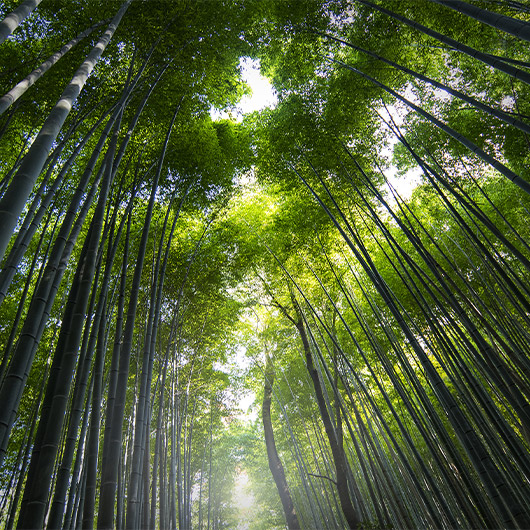 Scenic view of Sagano Bamboo Forest Scenic view of Sagano Bamboo Forest