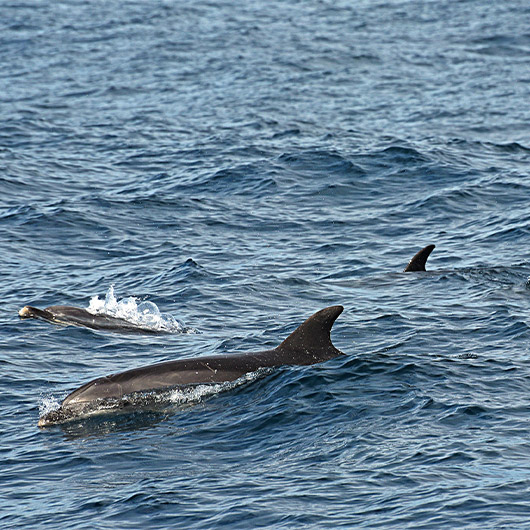 Scenic view of Whale and Dolphin Watching Scenic view of Whale and Dolphin Watching