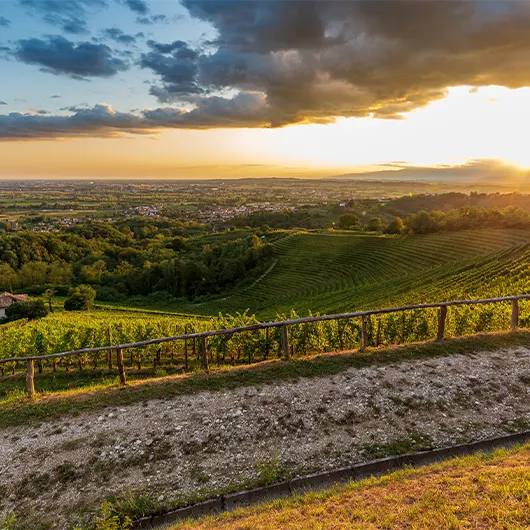 Une belle vue des vignobles de Savorgnano del Torre Une belle vue des vignobles de Savorgnano del Torre