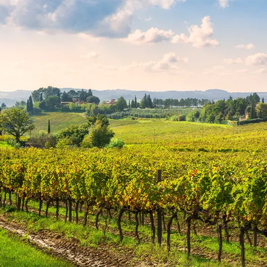 A scenic view of vineyards and trees A scenic view of vineyards and trees