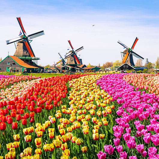 Traditional Dutch Windmills Traditional Dutch Windmills