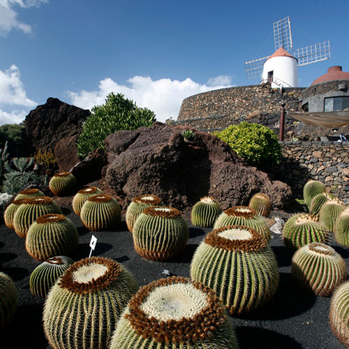 Cactus Park Cactus Park