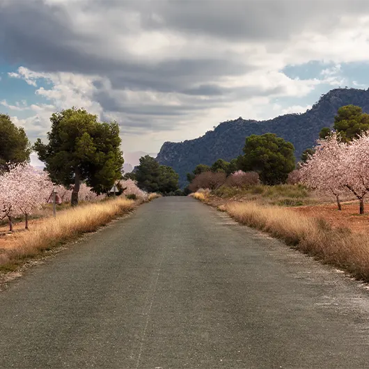 Una bella vista dei mandorli in fiore su una strada di campagna Una bella vista dei mandorli in fiore su una strada di campagna