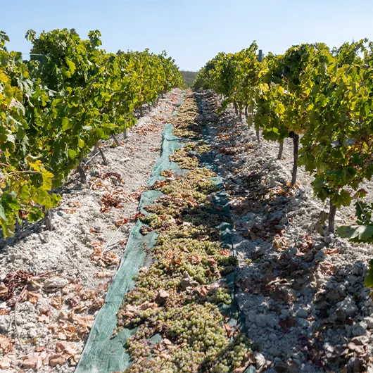 Una vista bonita de los famosos viñedos de vinos de Jerez en Andalucía Una vista bonita de los famosos viñedos de vinos de Jerez en Andalucía