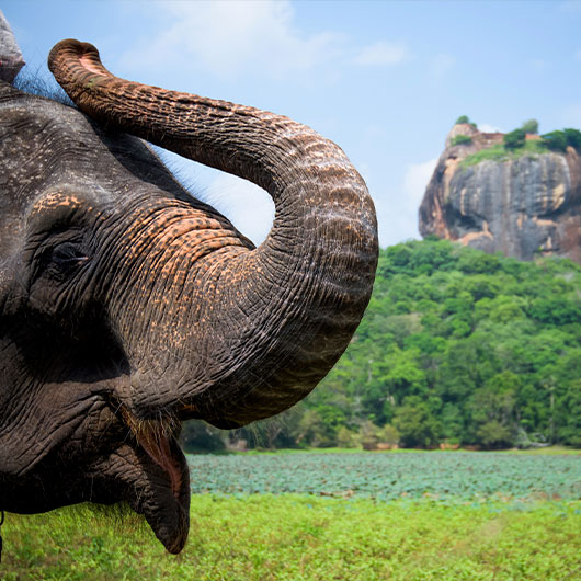 Sigiriya Lion Rock Fortress Sigiriya Lion Rock Fortress