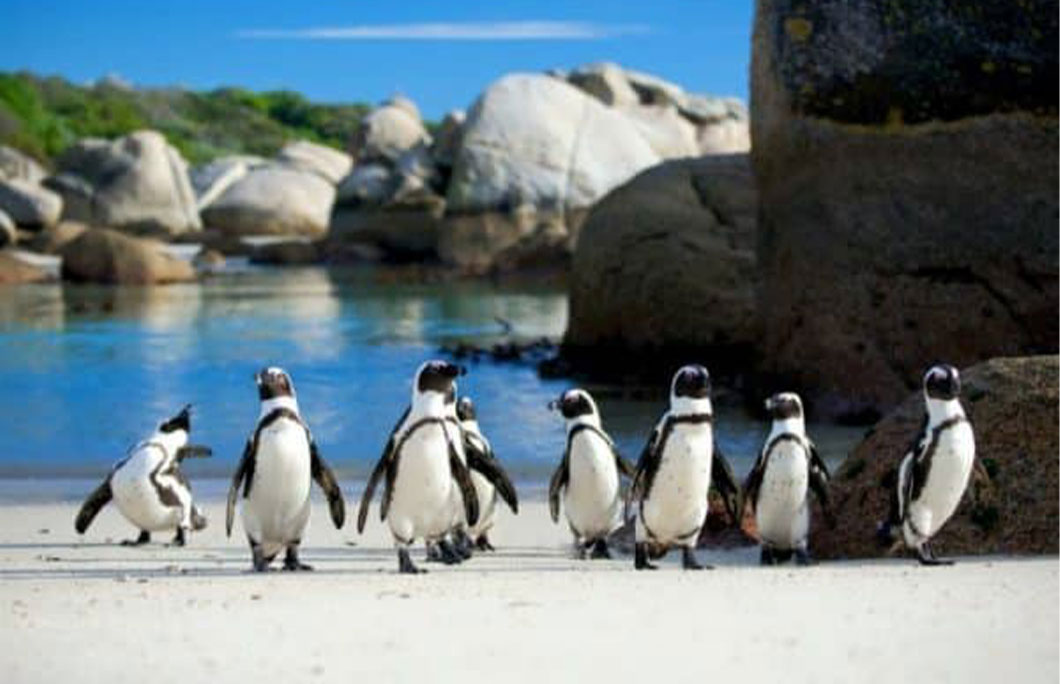 Boulders Beach – South Africa Boulders Beach – South Africa