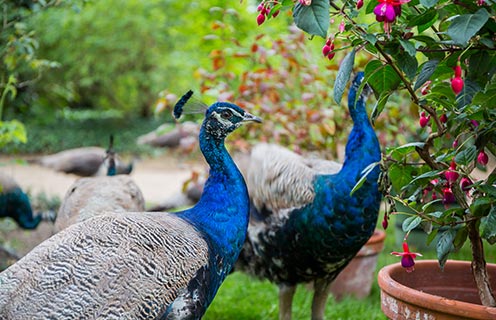 Peacock Island