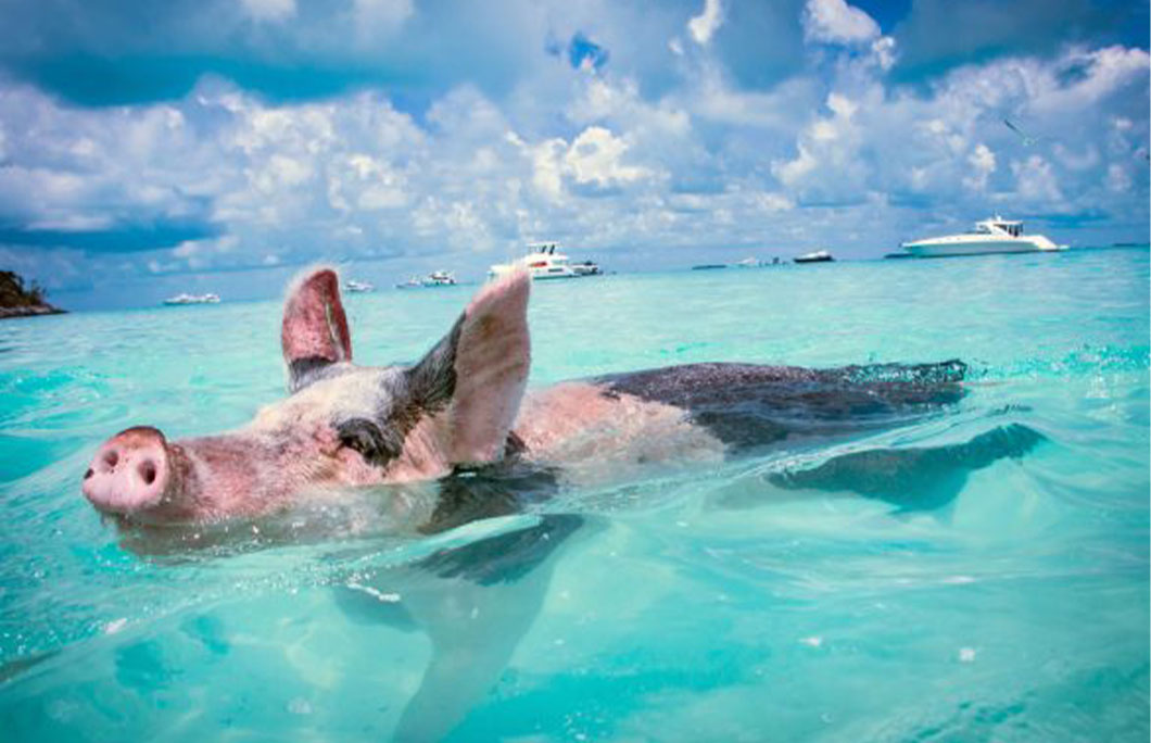 Pig Beach – Bahamas Pig Beach – Bahamas
