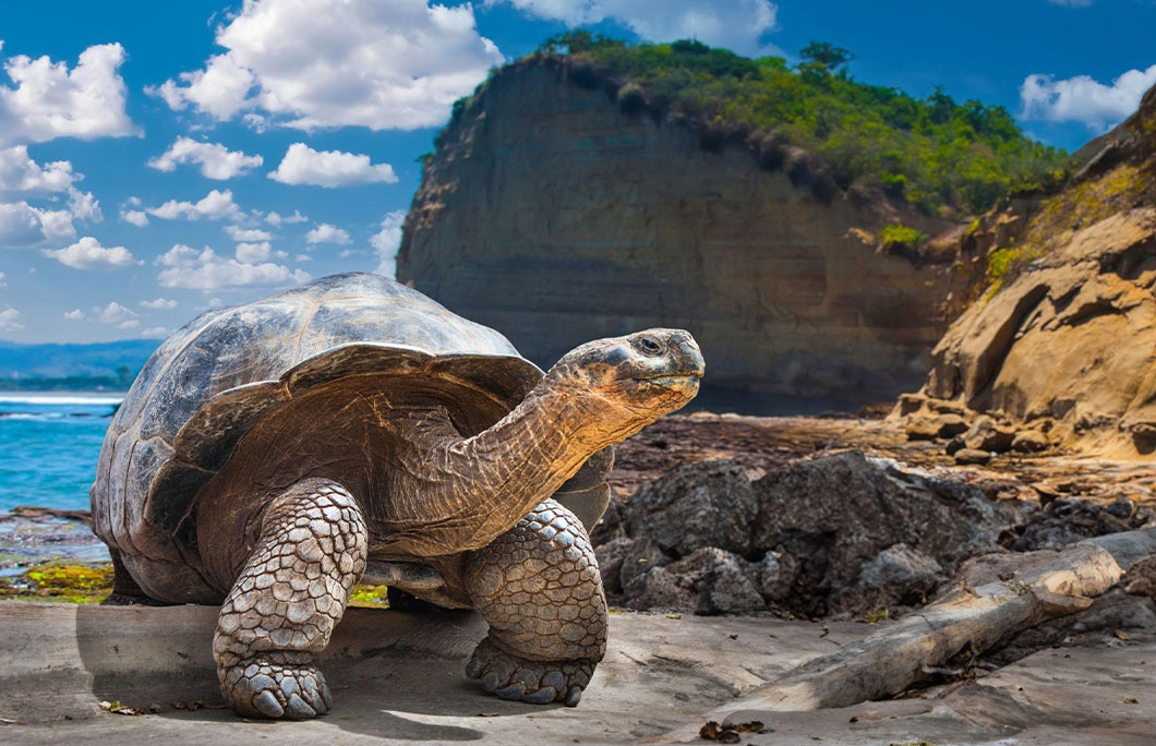 The Galapagos, Ecuador