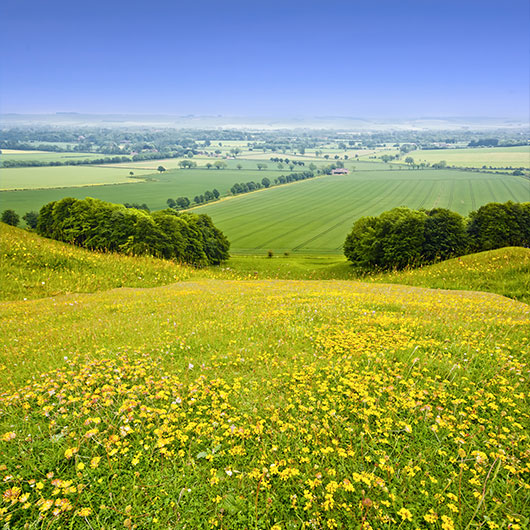 Grass Flower & Fields In Marlborough Grass Flower & Fields In Marlborough