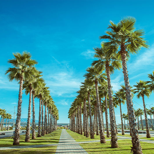 Palm Trees in the City Park Palm Trees in the City Park