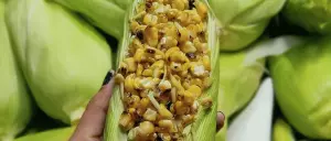 7 Things To Eat On Vv Puram Food Street In Bangalore