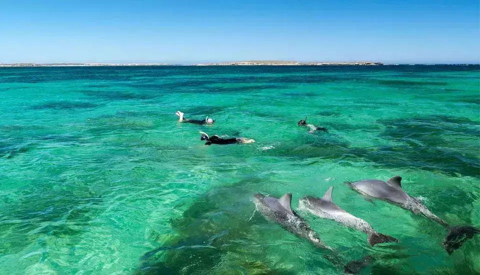 Swim with dolphins off Glenelg Beach in Adelaide 