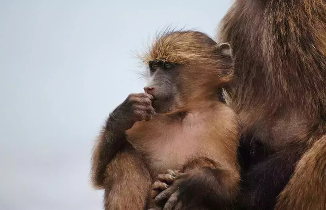 The Cape of Good Hope is a haven for wildlife