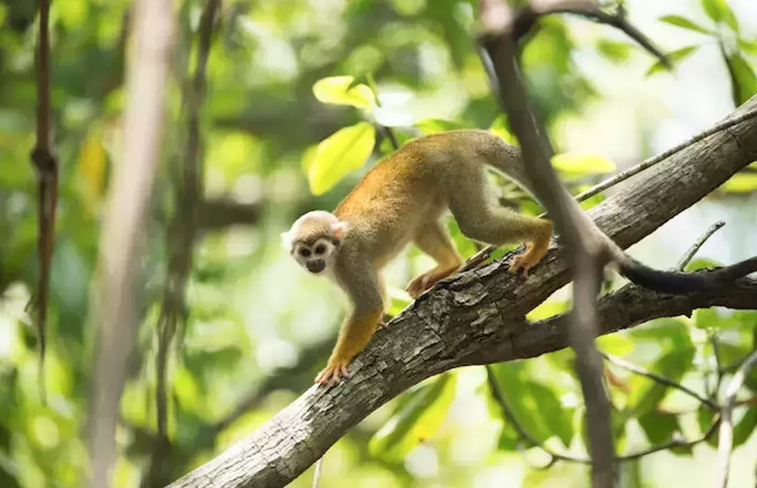 Rainforest covers approximately 94% of the country