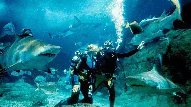 SEA LIFE Sydney Aquarium