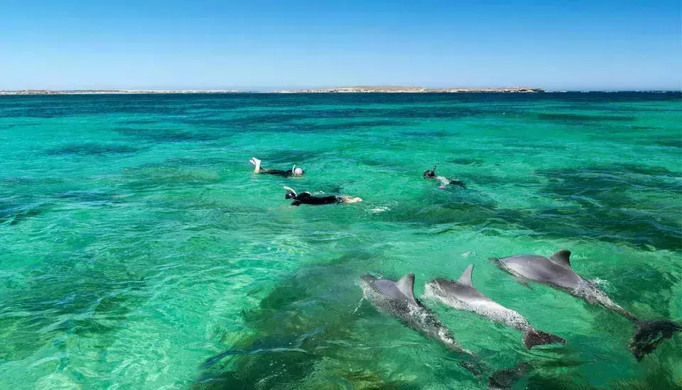 Swim with dolphins off Glenelg Beach in Adelaide 