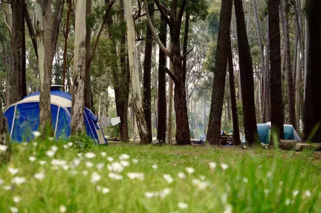 Have a wine and cheese picnic in Kuitpo Forest