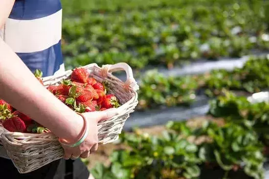 strawberry picking in Beerenberg things to do