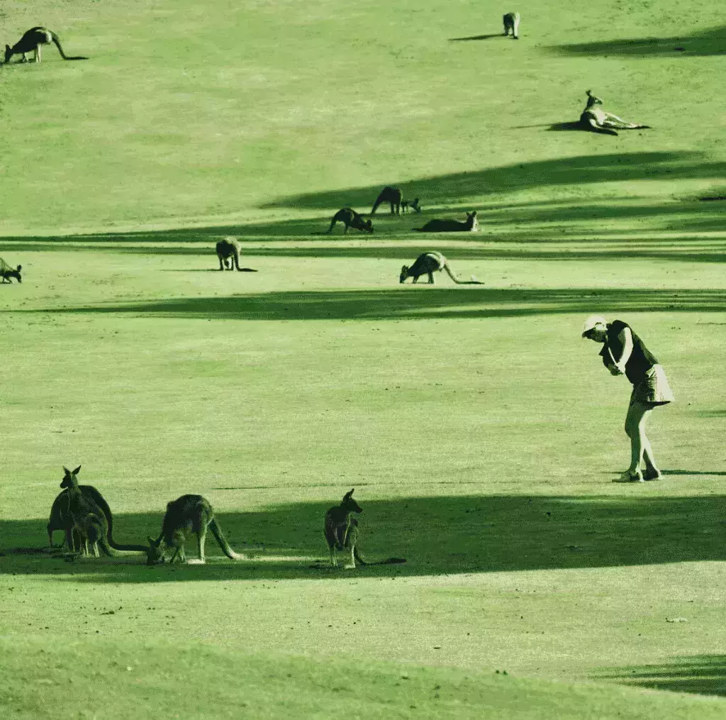 Kangaroo golf club: