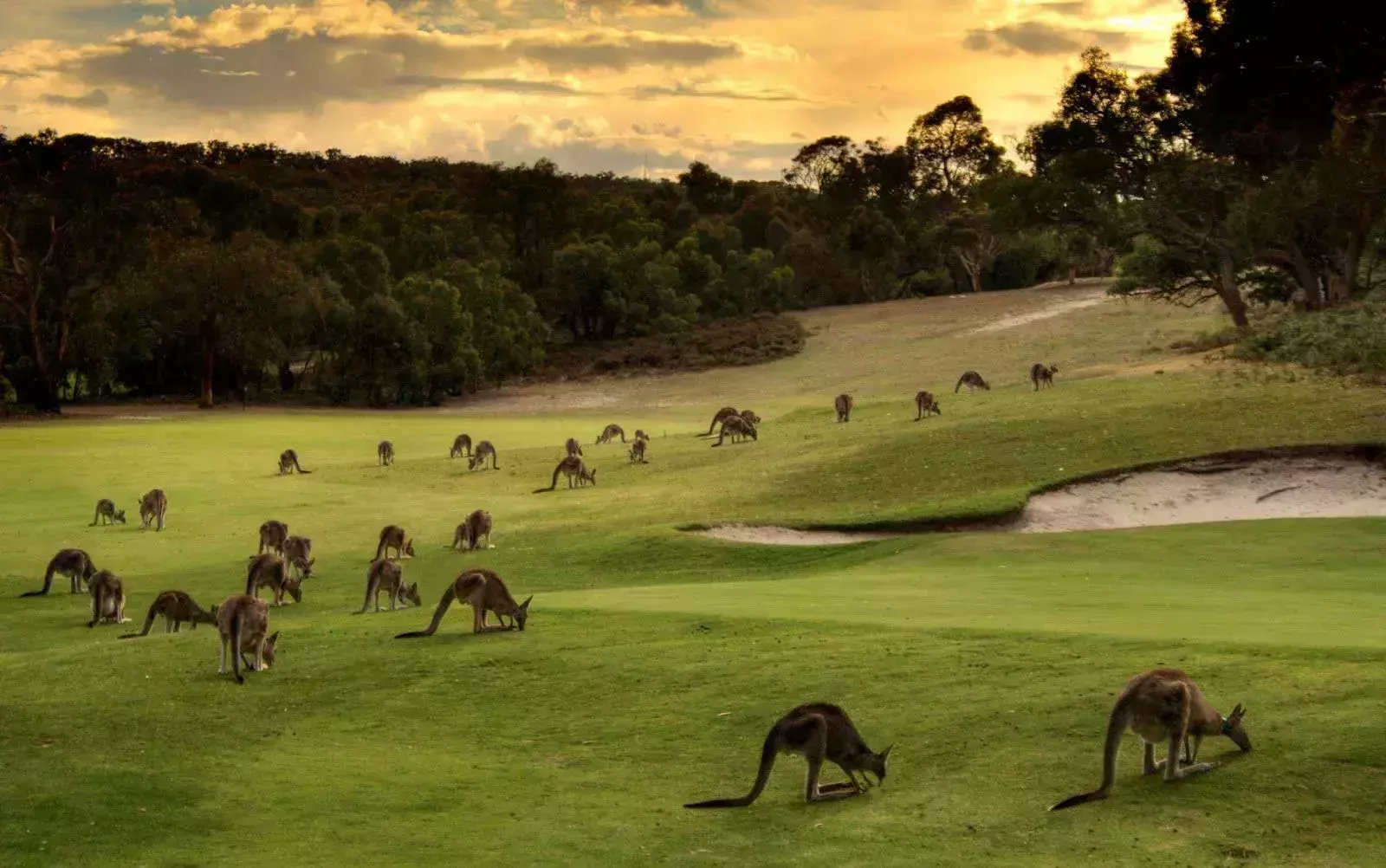 kangaroo golf club