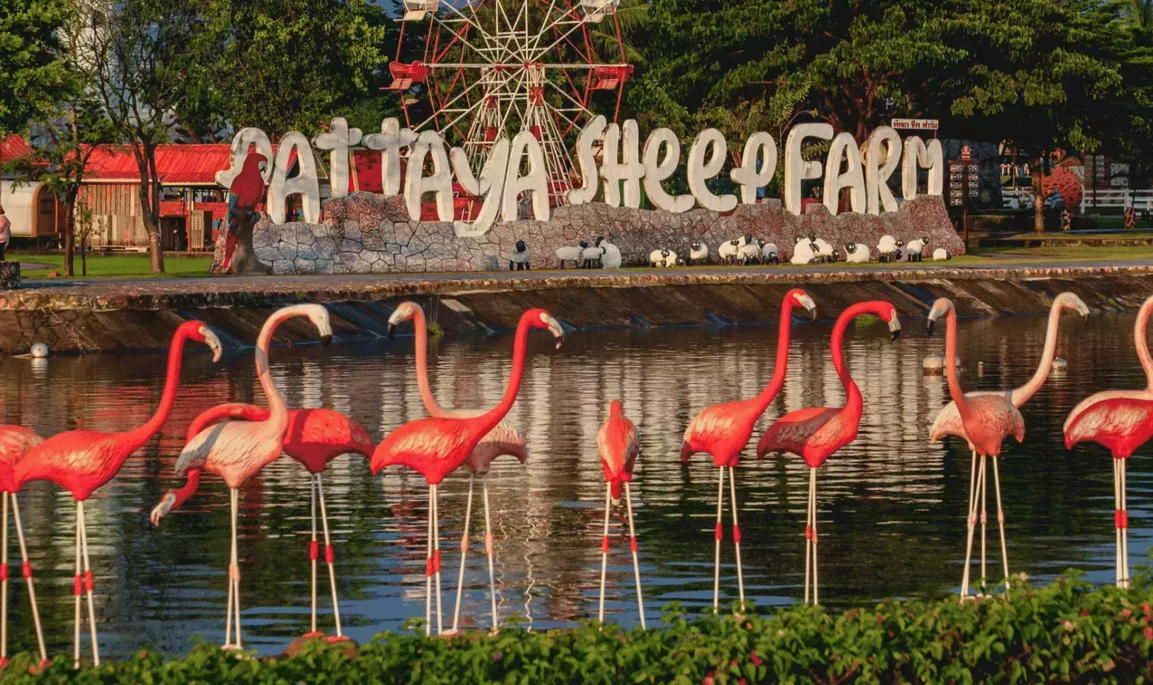 Pattaya Sheep Farm