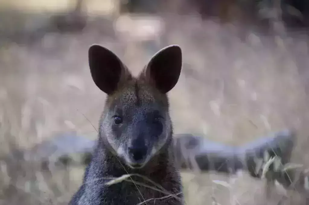 australian bucket list