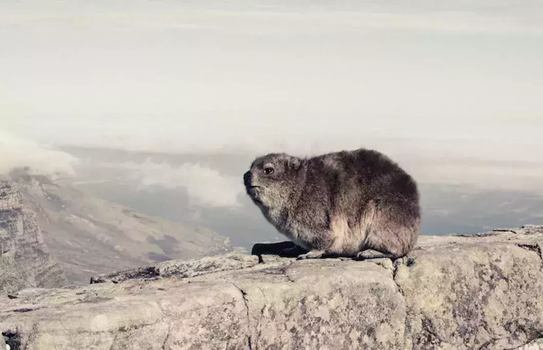 Most of the plant and animal life on Table Mountain are endemic