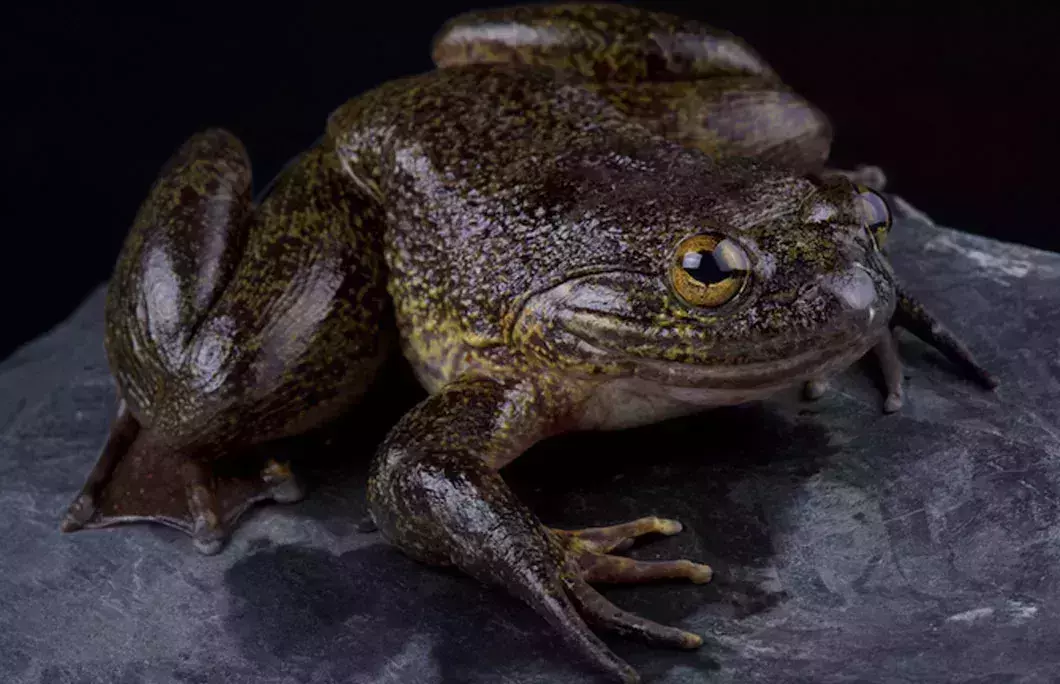 It&amp;amp;amp;amp;amp;amp;rsquo;s home to some of the world&amp;amp;amp;amp;amp;amp;rsquo;s largest and most unique species