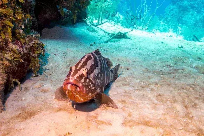 best places for snorkeling in the Bahamas