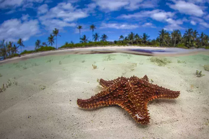 best places for snorkeling in the Bahamas