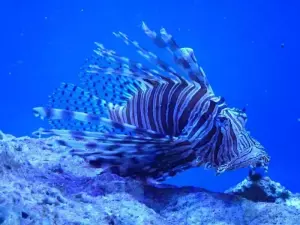 7 of the Best Places for Snorkeling in the Caribbean