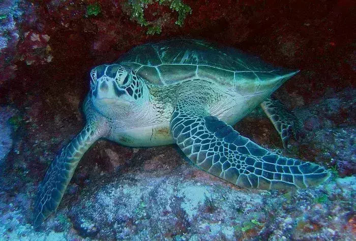 snorkelling Playa del Carmen