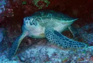 7 Best Places for Snorkelling in Playa del Carmen