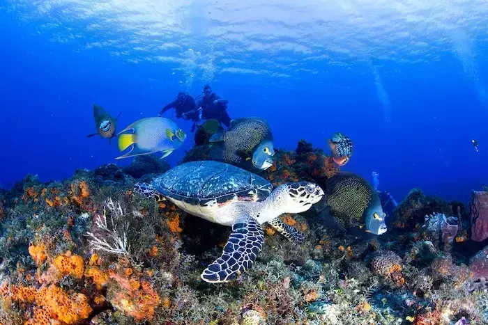 Turtle with Angelfishes, Cozumel