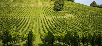 The 7 Best Vineyards to Visit in the UK
