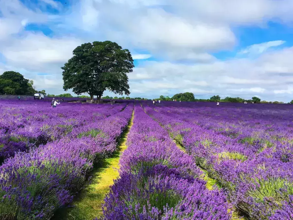 Lavender field