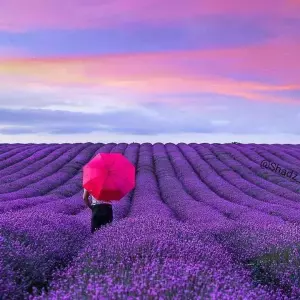 This Scenic Lavender Field Is The UK’s Latest Instagram Trend