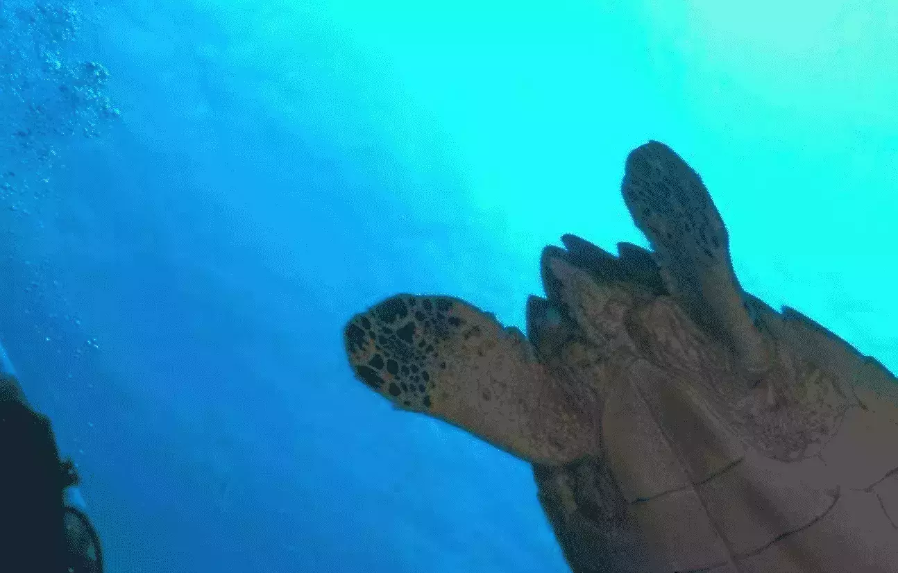 Hamanasi Adventure &amp;amp;amp;amp; Dive Resort