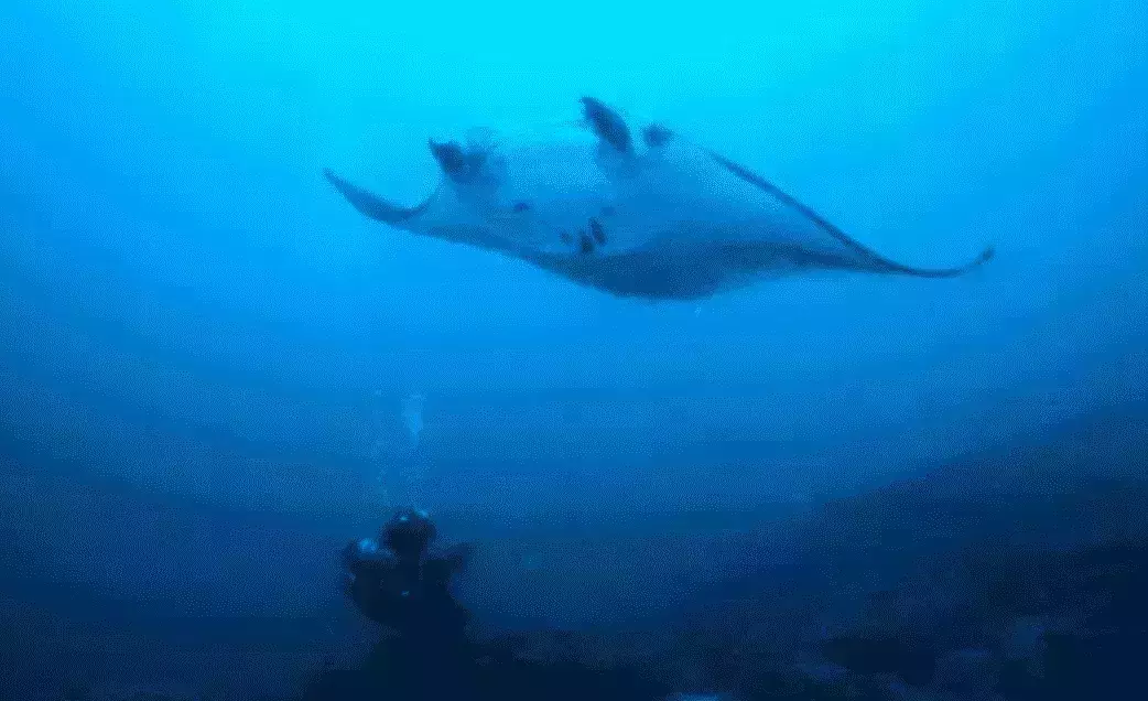 Matava Dive