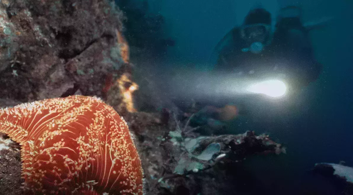 One Ocean