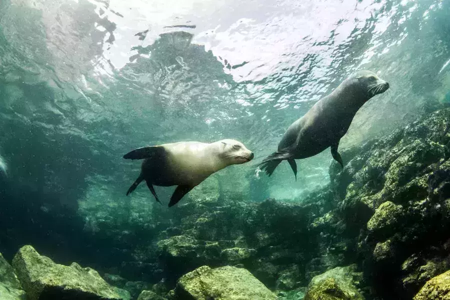 Albatros Dive Resort