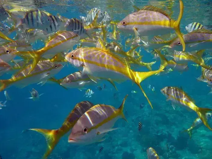 best snorkelling key largo florida
