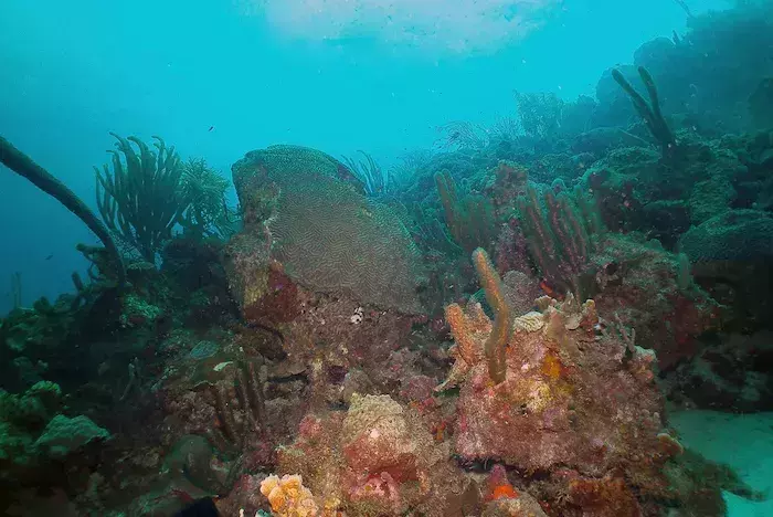 best snorkeling in Bonaire