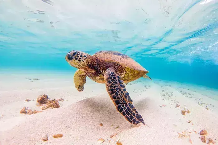 how to travel Hawaii
